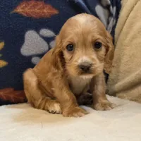 Pebbles, a female Cocker Spaniel for sale in West Plains, MO – 3 of 6