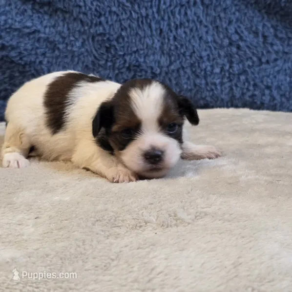 Clover – Shorkie puppy for sale in West Plains, MO