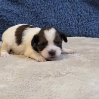 Clover, a female Shorkie for sale in West Plains, MO – 1 of 7