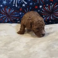 Veto , a male Poodle - Toy  for sale in West Plains, MO – 5 of 7