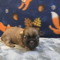 Brooks, a male Shih Tzu for sale in West Plains, MO – 4 of 6