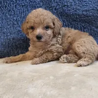 Jasper, a male Poodle - Toy  for sale in West Plains, MO – 7 of 7