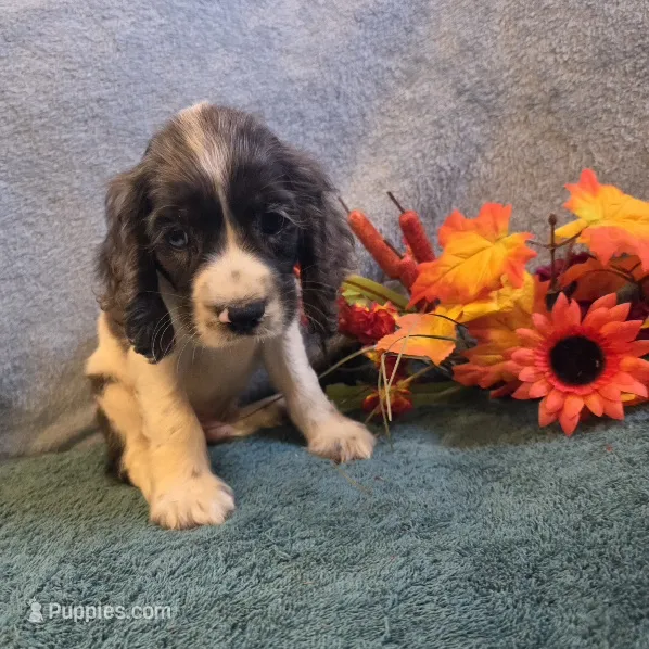 Banjo – Cocker Spaniel puppy for sale in West Plains, MO