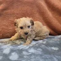 Biscuit, a male Yorkipoo for sale in West Plains, MO – 5 of 6