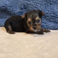 Dolly, a female Yorkshire Terrier for sale in West Plains, MO – 2 of 7