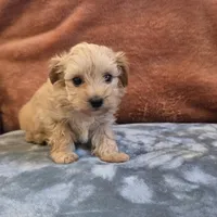 Biscuit, a male Yorkipoo for sale in West Plains, MO – 4 of 6