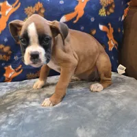 Carmine, a female Boxer for sale in West Plains, MO – 4 of 10