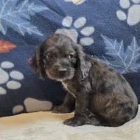Logan, a male Cocker Spaniel for sale in West Plains, MO – 4 of 6