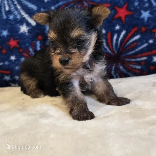 Queen  – Yorkshire Terrier puppy for sale in West Plains, MO