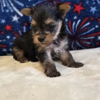 Queen , a female Yorkshire Terrier for sale in West Plains, MO – 1 of 7