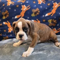 Roco, a male Boxer for sale in West Plains, MO – 9 of 9
