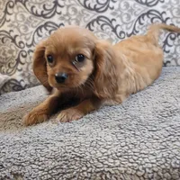 Rooney, a male Cavalier King Charles Spaniel for sale in West Plains, MO – 7 of 7
