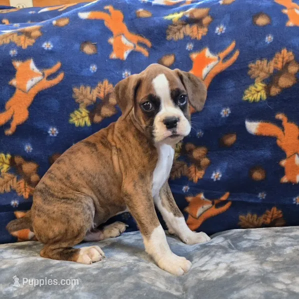 Roco – Boxer puppy for sale in West Plains, MO