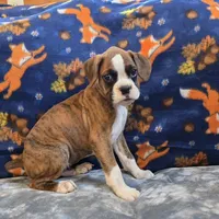 Roco, a male Boxer for sale in West Plains, MO – 1 of 9
