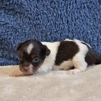 Astrid, a female Shorkie for sale in West Plains, MO – 6 of 7