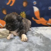 Halo, a female Shih Tzu for sale in West Plains, MO – 2 of 6