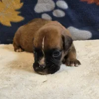 Sparks, a male Boxer for sale in West Plains, MO – 3 of 5