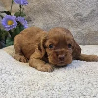 Nelson, a male Cocker Spaniel for sale in West Plains, MO – 3 of 4