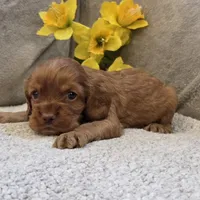 Nelson, a male Cocker Spaniel for sale in West Plains, MO – 1 of 4
