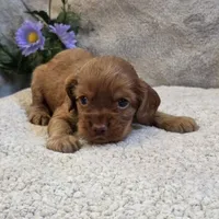 Nelson, a male Cocker Spaniel for sale in West Plains, MO – 2 of 4