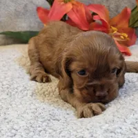 Nelson, a male Cocker Spaniel for sale in West Plains, MO – 4 of 4