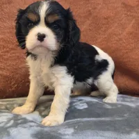 Charm, a female Cavalier King Charles Spaniel for sale in West Plains, MO – 5 of 6