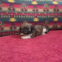 Scout, a male Shih Tzu for sale in West Plains, MO – Photo 2 of 3