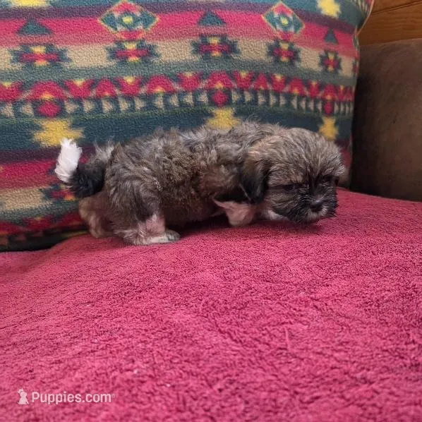 Scout – Shih Tzu puppy for sale in West Plains, MO