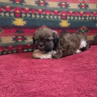 Scout, a male Shih Tzu for sale in West Plains, MO – Photo 3 of 3