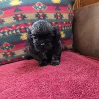 Gus, a male Shih Tzu for sale in West Plains, MO – Photo 4 of 4