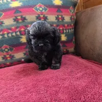 Gus, a male Shih Tzu for sale in West Plains, MO – Photo 3 of 4