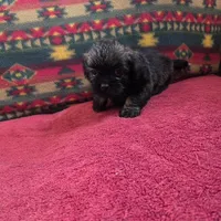 Gus, a male Shih Tzu for sale in West Plains, MO – Photo 2 of 4