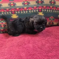 Gus, a male Shih Tzu for sale in West Plains, MO – Photo 1 of 4
