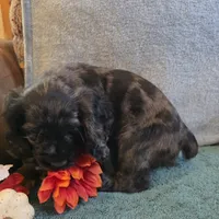 Jagger, a male Cocker Spaniel for sale in West Plains, MO – 4 of 6