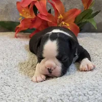 Gandalf, a male Boston Terrier for sale in West Plains, MO – 1 of 5