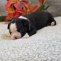 Gandalf, a male Boston Terrier for sale in West Plains, MO – 4 of 5