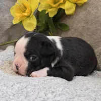 Gandalf, a male Boston Terrier for sale in West Plains, MO – 5 of 5