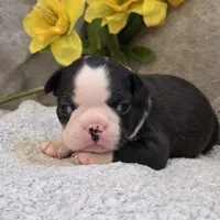 Gandalf, a male Boston Terrier for sale in West Plains, MO – 2 of 5
