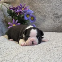 Gandalf, a male Boston Terrier for sale in West Plains, MO – 3 of 5