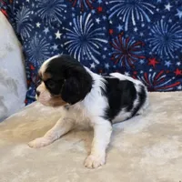 Alta, a female Cavalier King Charles Spaniel for sale in West Plains, MO – 6 of 7