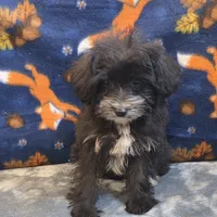 Diva, a female Yorkipoo and Poodle - Toy  for sale in West Plains, MO – 4 of 10