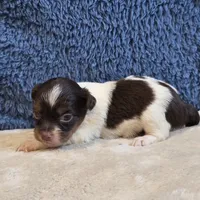 Astrid, a female Shorkie for sale in West Plains, MO – 2 of 7