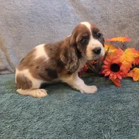 Bambi, a female Cocker Spaniel for sale in West Plains, MO – 3 of 6