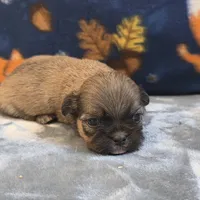 Atlas, a male Shih Tzu for sale in West Plains, MO – 2 of 6