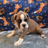 Roco, a male Boxer for sale in West Plains, MO – 4 of 9