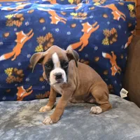 Carmine, a female Boxer for sale in West Plains, MO – 5 of 10