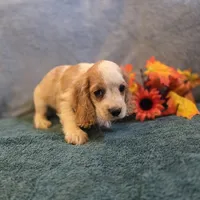 Enzo, a male Cocker Spaniel for sale in West Plains, MO – 4 of 6