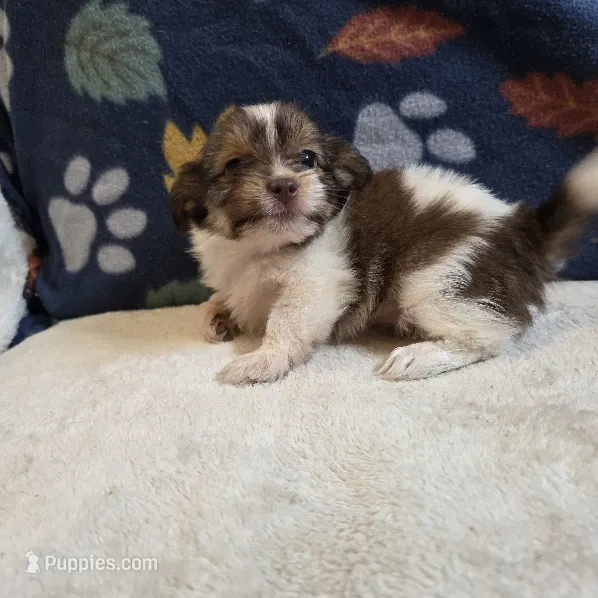 Marla – Shorkie puppy for sale in West Plains, MO