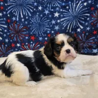 Alta, a female Cavalier King Charles Spaniel for sale in West Plains, MO – 3 of 7