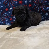 Ziggy, a male Poodle - Toy  for sale in West Plains, MO – 3 of 7